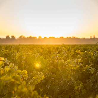 Die Domaine Rubens Spengler liegt im Südwesten Frankreichs, in den Côtes de Gascogne. Der Blanc Moelleux («milder Weisser») wird aus den Traubensorgen Petit Manseng und Gros Manseng hergestellt. Diese für die Gegend typischen weissen Rebsorten ergeben frische aromatische Weine.