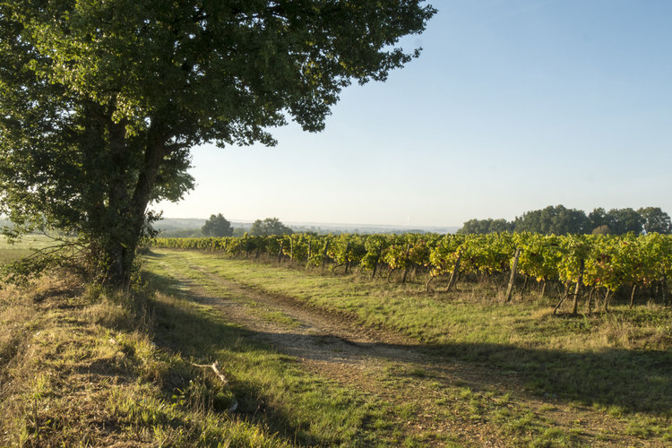 Das Weingut Château Grand Launay von Pierre-Henri Cosyns liegt in Teuillac, am rechten Ufer der Gironde, unweit der Stadt Bordeaux, im Gebiet der Côtes de Bourg. Der Vater des heutigen Besitzers hat das Weingut seit 1969 restrukturiert.
